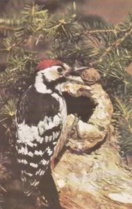 Atvirukas 1985