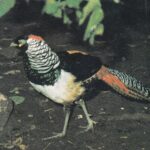 Atvirukas