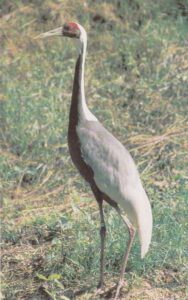 Atvirukas 1985