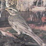 Atvirukas 1985