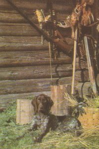 Kalendoriukas 1977