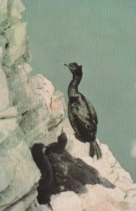 Atvirukas